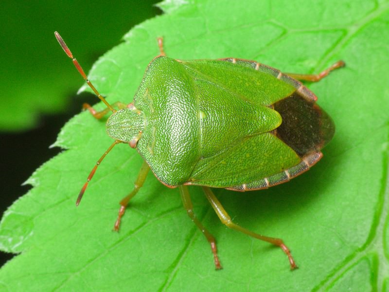 Palomena prasina (Linnaeus, 1761)